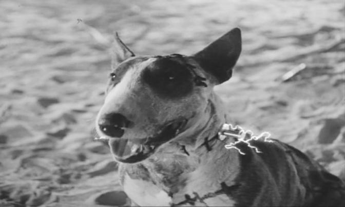 Cine Retro Frankenweenie court